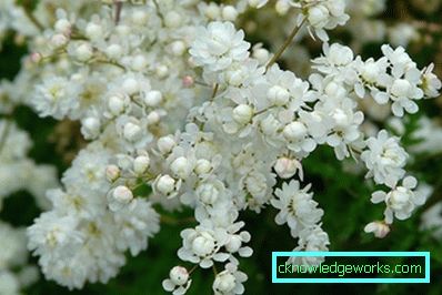 311-Meadowsweet црв обичен